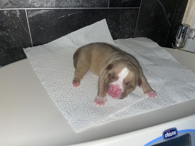 American Pocket bully Welpen