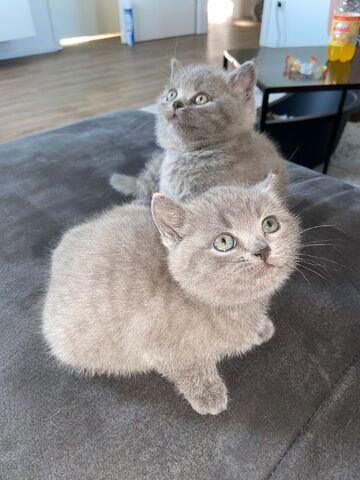2 Reinrassige graue BKH Kitten abzugeben