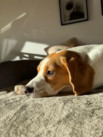 Beagle Welpe 7 Monate