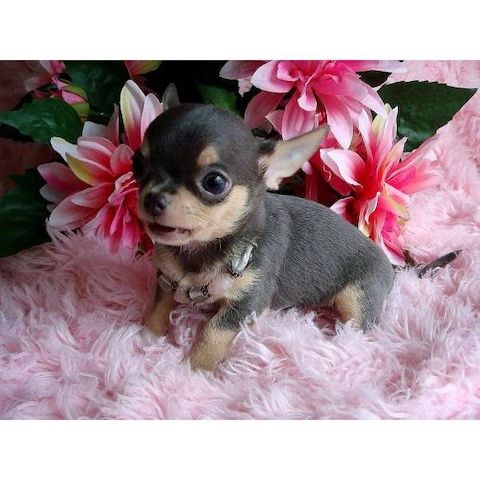 Chihuahua Welpe Whatsapp (+32466492901)