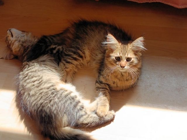 Süße MaineCoon Kitten suchen liebevolles Zuhause