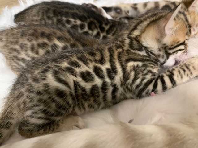 Bengal Kitten reinrassig Katze