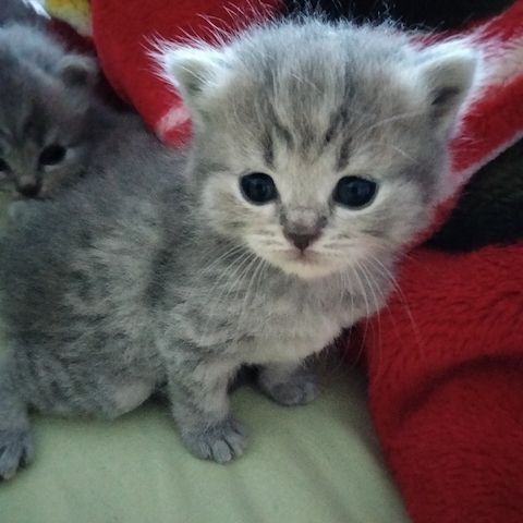 BKH Kitten