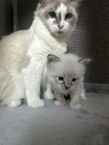 Ragdoll Kater 4 Jungs blaue Augen