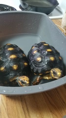 Erhältlich Paar Rotfußschildkröten
