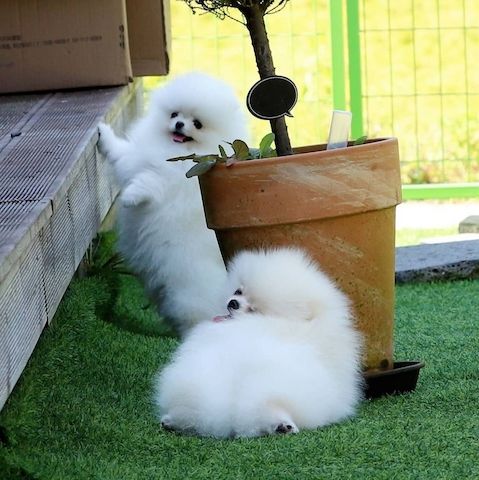 Erstaunliche kleine Pomeranian-Welpen