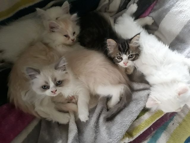 Perser Ragdoll kitten Katzenbabys 