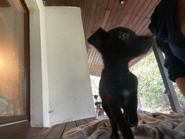 Labrador-Schäferhund Mischlingswelpen suchen ein Zuhause