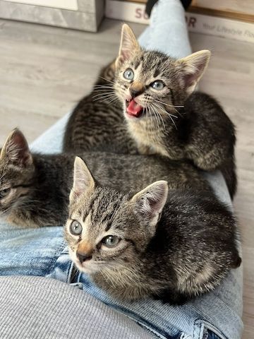 BKH Mix Kitten Katzenbabys