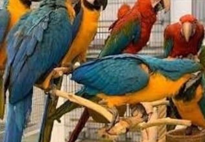 Sehr süße Baby-Ara-Papageien erhältlich