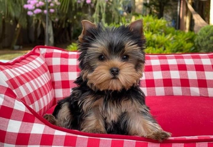 Yorshire Terrier Welpen mit Papieren