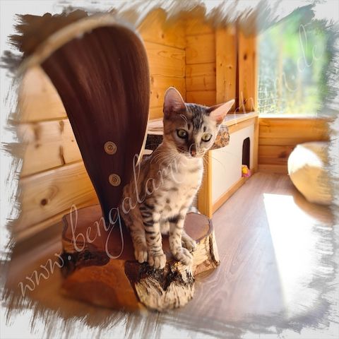 Bengal Kater silver rosetted *Abgabebereit*