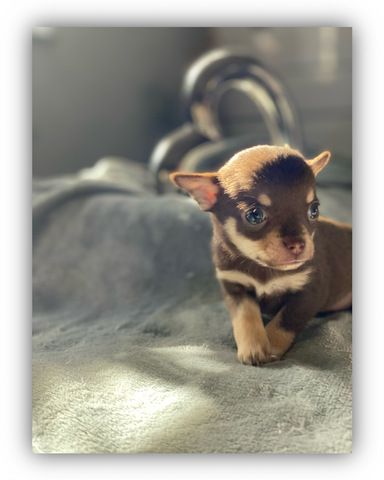 Dringend! Chihuahua Welpen