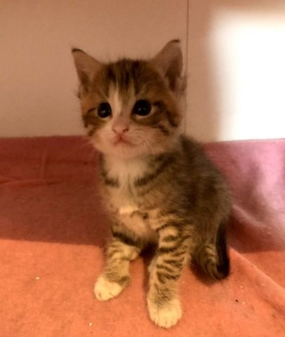 Baby Katzen / Maine-Coon / Kitten