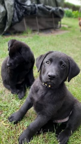 Schäferhund Labrador Mischlinge