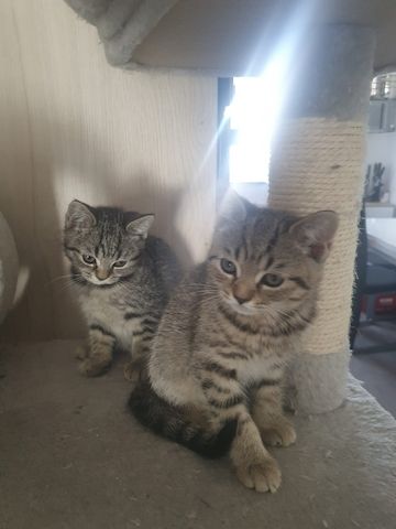 BKH Kitten suchen ein schönes Zuhause