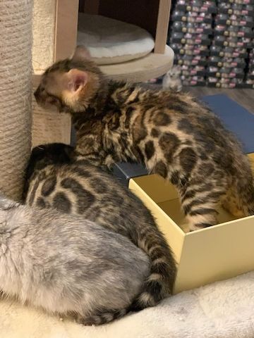 Bengal Kitten Charcoal purebred TICACats pedigree