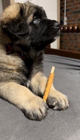 Süße Leonberger/Germanischer Bärenhund Hundewelpen