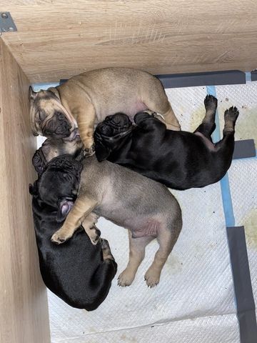 3 Französische Bulldoggen Welpen zu verkaufen