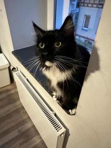 Main Coon Katzen zu verkaufen