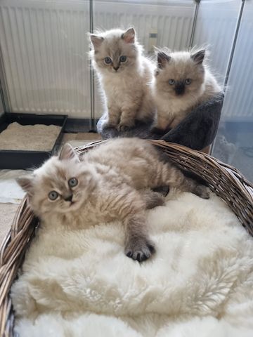 BLH/Ragdoll Kitten suchen ein liebevolles Zuhause
