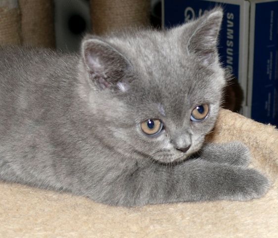 Reinrassige BKH Süße Kätzchen Total Verspielte Puppe Grau