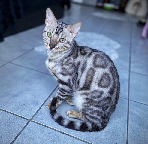 Reinrassige Bengalkitten