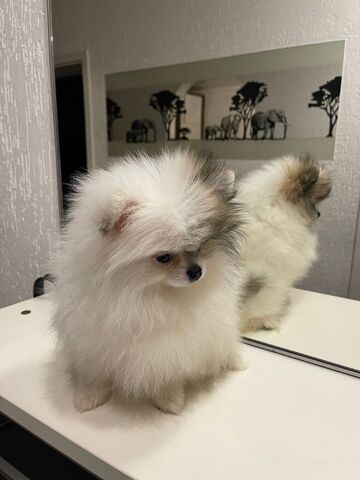 Micro Pomeranian