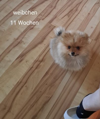 2 Pomeranian Zwergspitz Welpen