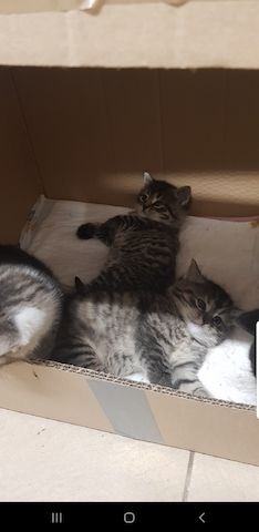 BKH Kitten 2 Weibchen, 3 Männchen