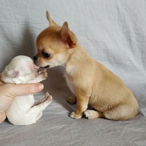 Wunderschöne Chihuahua-Welpen