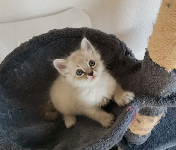 Neva Masquarade Kitten