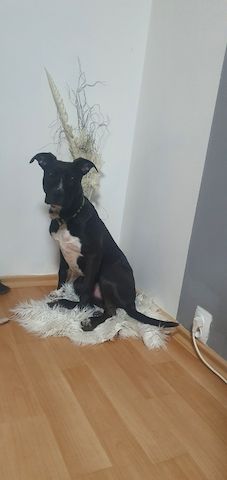 Bully 6 Monate alter Hund