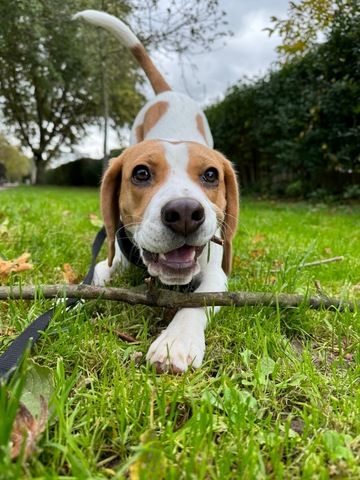 Beagle Welpe 7 Monate