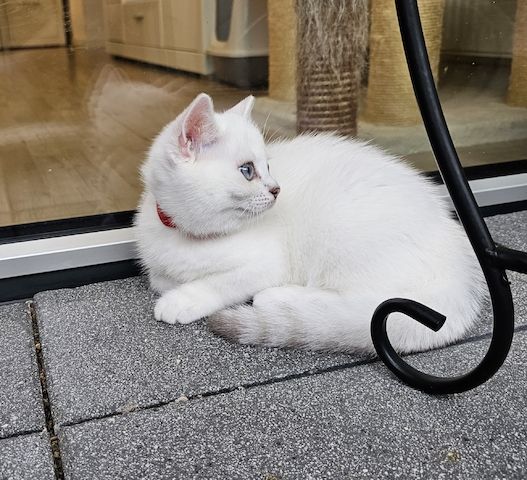 BKH kitten mit schönen blauen Augen ❤️  Abgabebereit