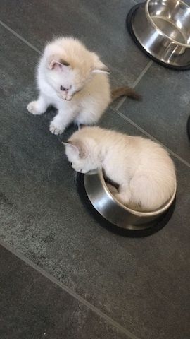 Heilige Birma/BKH Kitten zu verkaufen