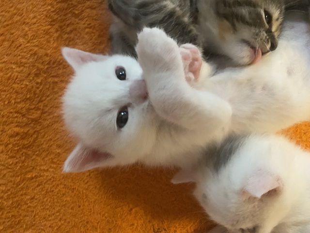 Katzenbabys#baby katzen#kitten