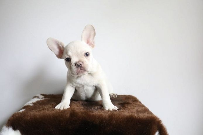 Schöne männliche und weibliche französische Bulldoggenwelpen zu verkaufen