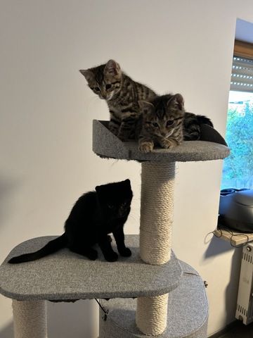 Vier süße Kätzchen abzugeben