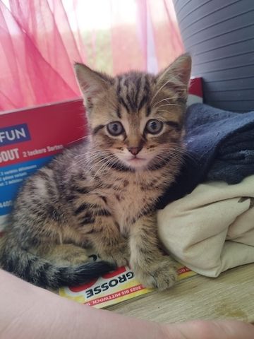 Perser-Siam Main Coon Mix