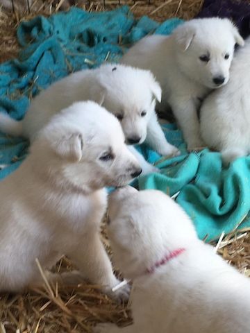 Hurra, wir weiße Schäferhund Welpen kommen Mitte Juni 22 zur Welt