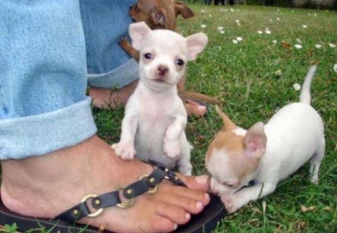 Chihuahua Welpen suchen ein liebevolles Zuhaus.