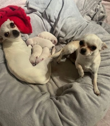 4 Chihuahua-Welpen zu verkaufen. 3 Männer und 1 Frau