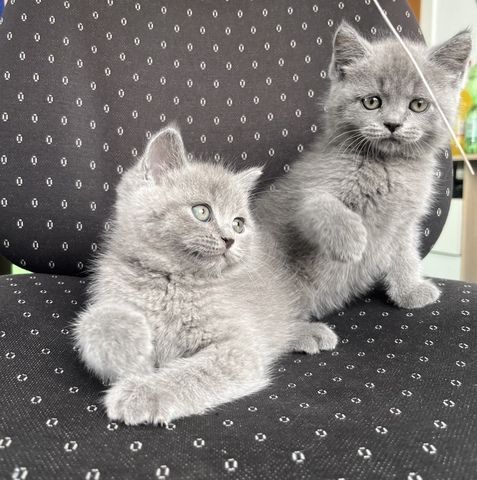 BKH Kitten Reinrassig Katzenbabys