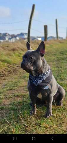 Französische Bulldoggen Welpen Abholbereit! Frei atmend