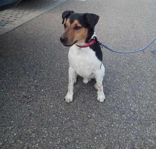Jack Russell Lacky sucht neues Zuhause