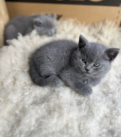 Reinrassige BKH Kitten Kätzchen in Blue abgabebereit!