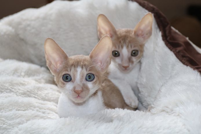 Cornish Rex vom hohen Fläming