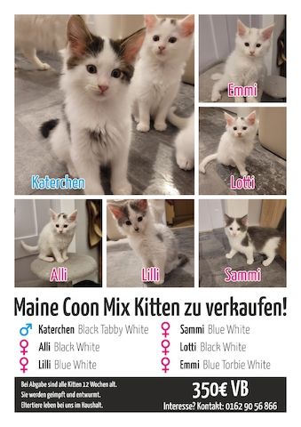 Maine Coon Mix Kitten zu verkaufen!