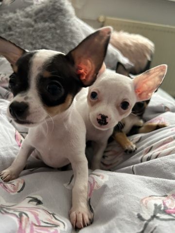 Chihuahua Buben